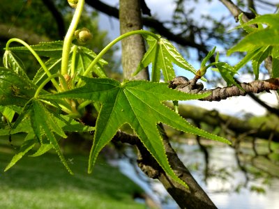 Feuilles, Copalme d'Amérique, Liquidambar styraciflua, Ham… 