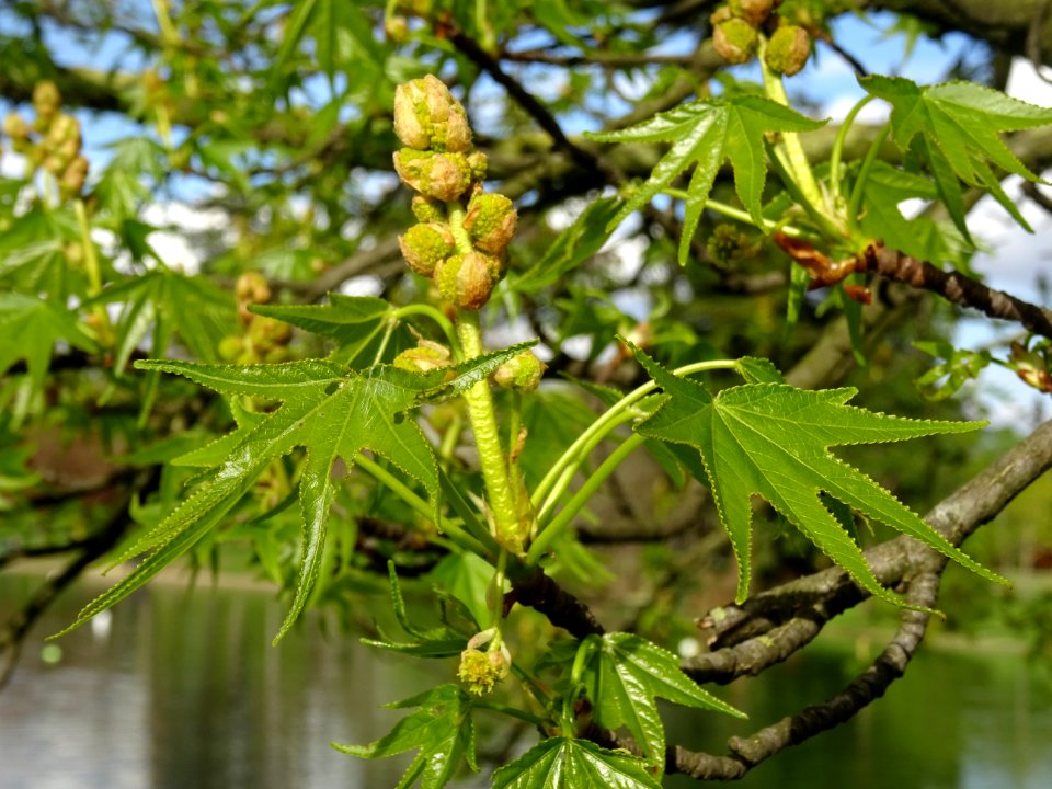 Feuilles et fleurs en capitule sphérique, Copalme d'Amériq… 