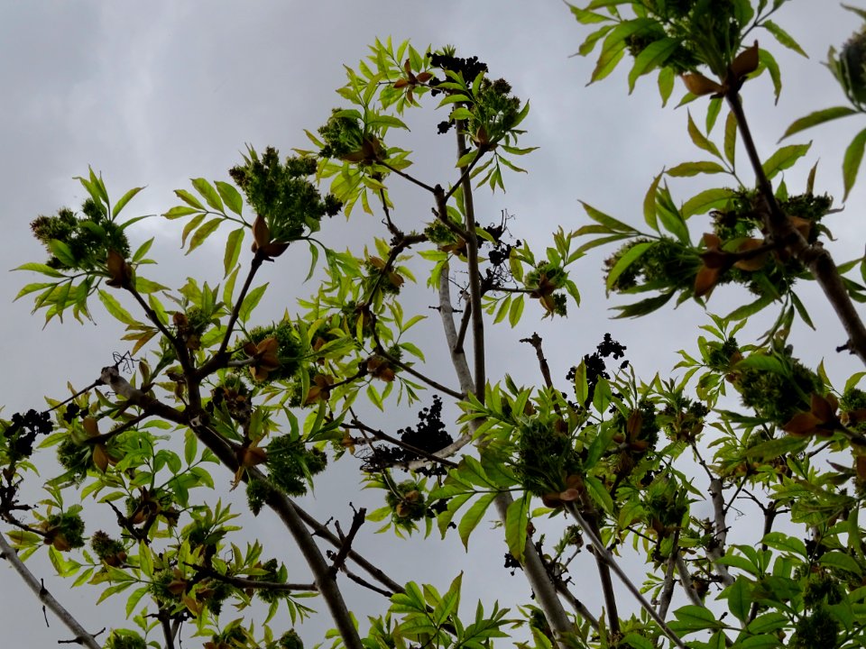 Fleurs et jeunes feuilles de Frêne élevé, Fraxinus excelsi… 