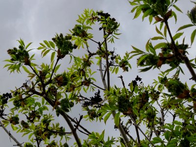 Fleurs et jeunes feuilles de Frêne élevé, Fraxinus excelsi… 