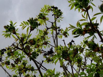 Fleurs et jeunes feuilles de Frêne élevé, Fraxinus excelsi… photo