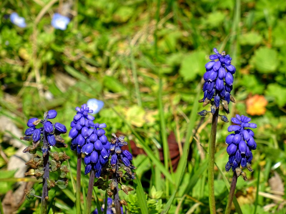 Muscari négligé, Muscari neglectum, Asparagacées 