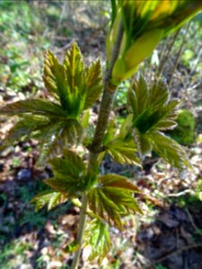 Jeunes feuilles, Erable sycomore, Acer pseudoplatanus, Acé… 