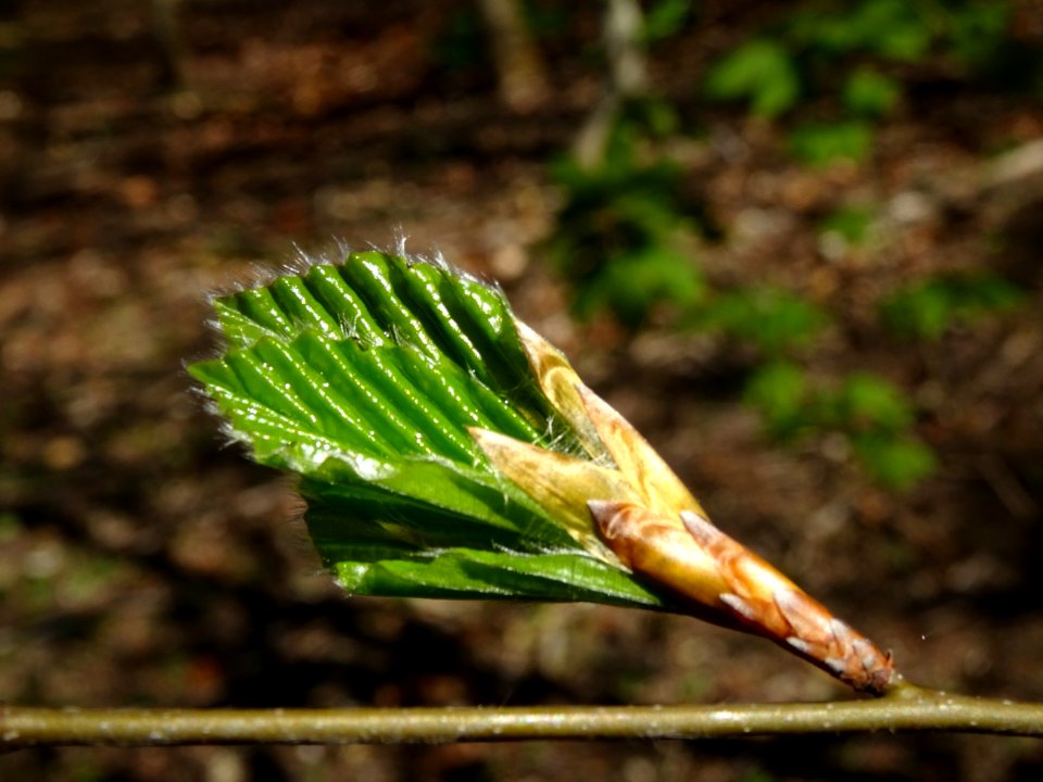 Feuilles de hêtre ou fayard, à stipules, Fagus sylvatica, … 