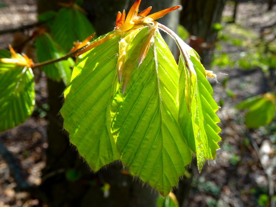 Feuilles de hêtre ou fayard, à stipules, Fagus sylvatica, … 