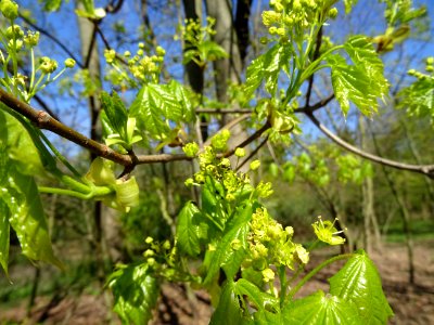 Inflorescences dressées et feuilles pendantes d'érable pla… 