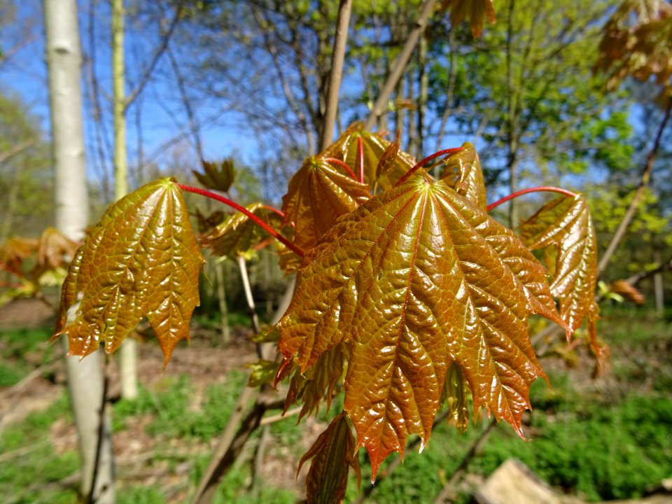 Feuilles d'érable plane Schwedleri Nigrum, Acer platanoide… 