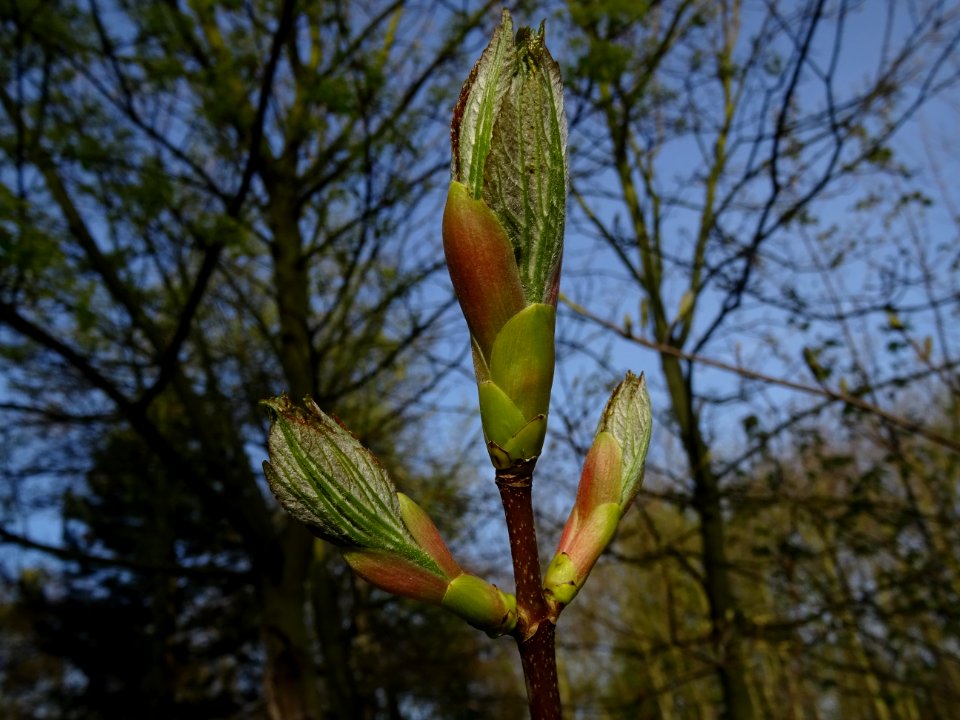 Bourgeons et jeunes feuilles, Erable sycomore, Acer pseudo… 