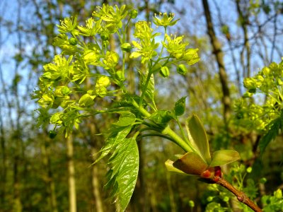 Inflorescences dressées et jeunes feuilles pendantes d'éra… 