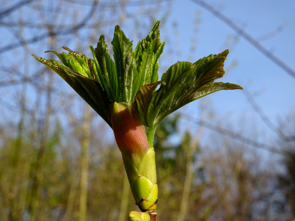 Bourgeon et jeunes feuilles, Erable sycomore, Acer pseudop… 