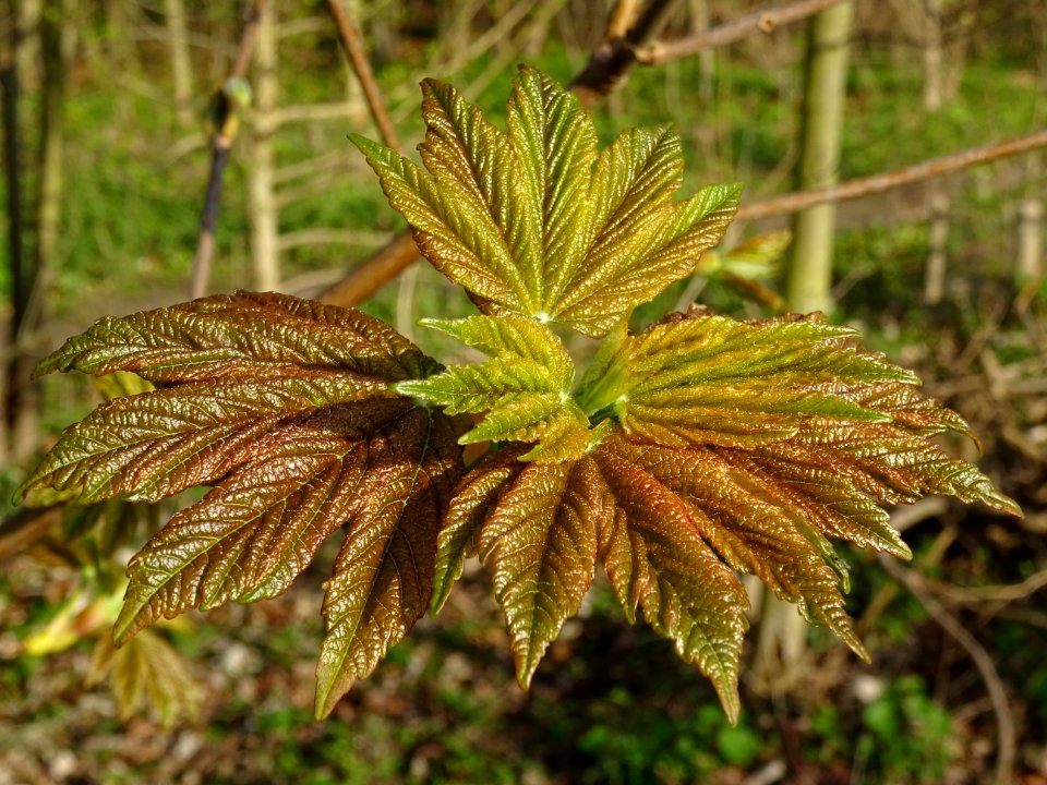 Jeunes feuilles, Erable sycomore, Acer pseudoplatanus, Acé… 