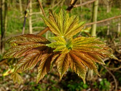 Jeunes feuilles, Erable sycomore, Acer pseudoplatanus, Acé… 
