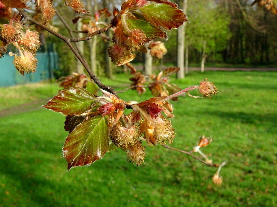 Fleurs femelles (rouges) et fleurs mâles (jaunes), jeunes … 