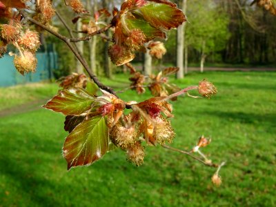 Fleurs femelles (rouges) et fleurs mâles (jaunes), jeunes … 