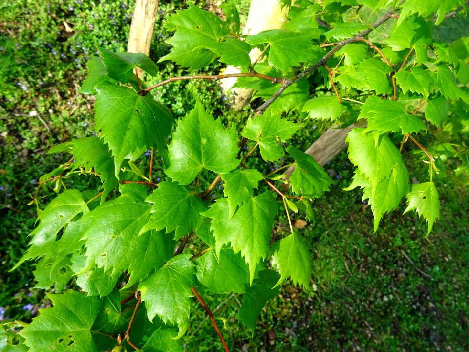 Jeunes feuilles de Tilleul de Mongolie ou Tilleul à feuill… 