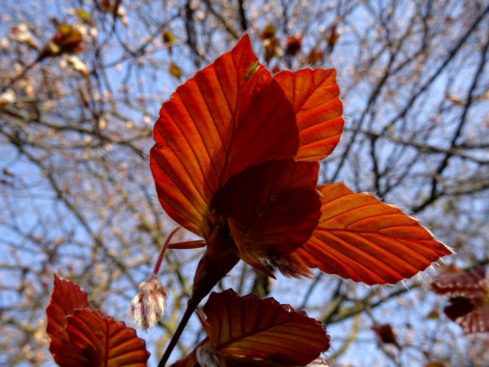 Feuillage du hêtre pourpre, Fagus sylvatica Purpurea, Faga… 