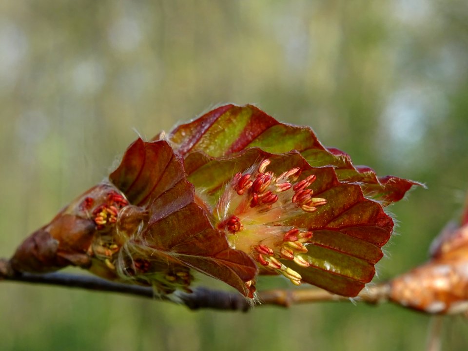 Fleurs mâles du hêtre pourpre, Fagus sylvatica Purpurea, F… 