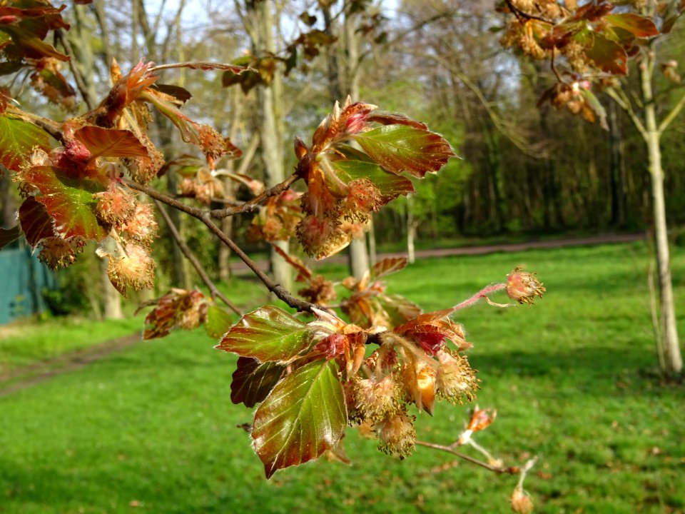 Fleurs femelles et mâles du hêtre pourpre, Fagus sylvatica… 