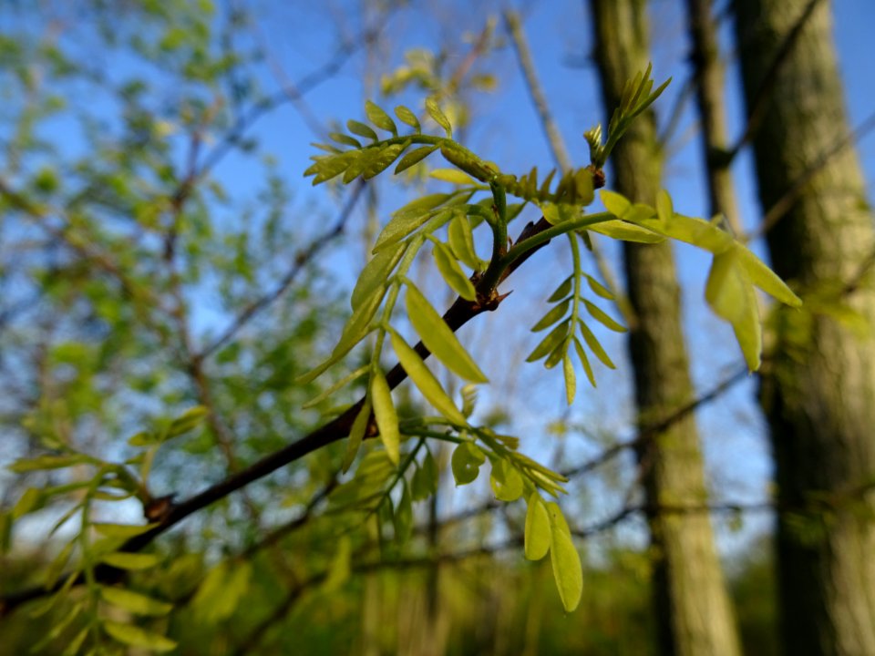Jeunes feuilles de Robinier faux-acacia, Robinia pseudoaca… 