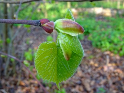 Bourgeon et jeunes feuilles, Tilleul à petites feuilles, T… 