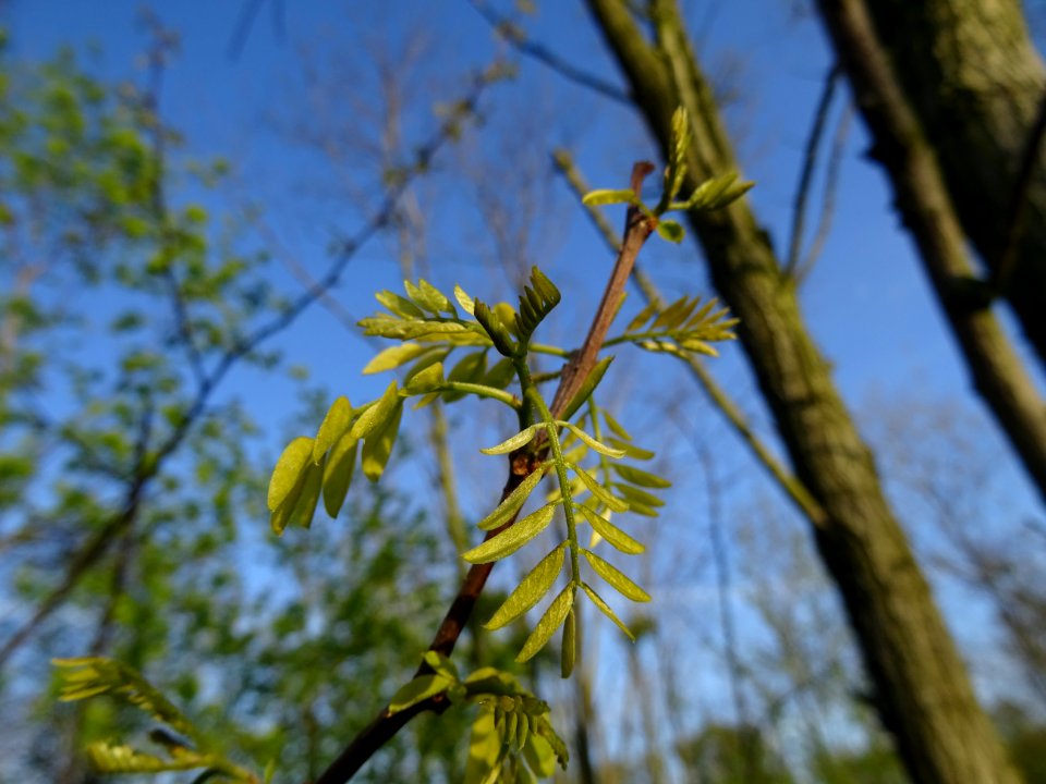 Jeunes feuilles de Robinier faux-acacia, Robinia pseudoaca… 