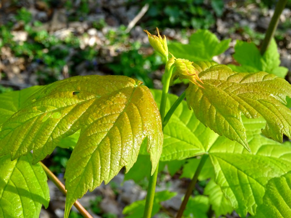 Erable sycomore, Acer pseudoplatanus, Acéracées 