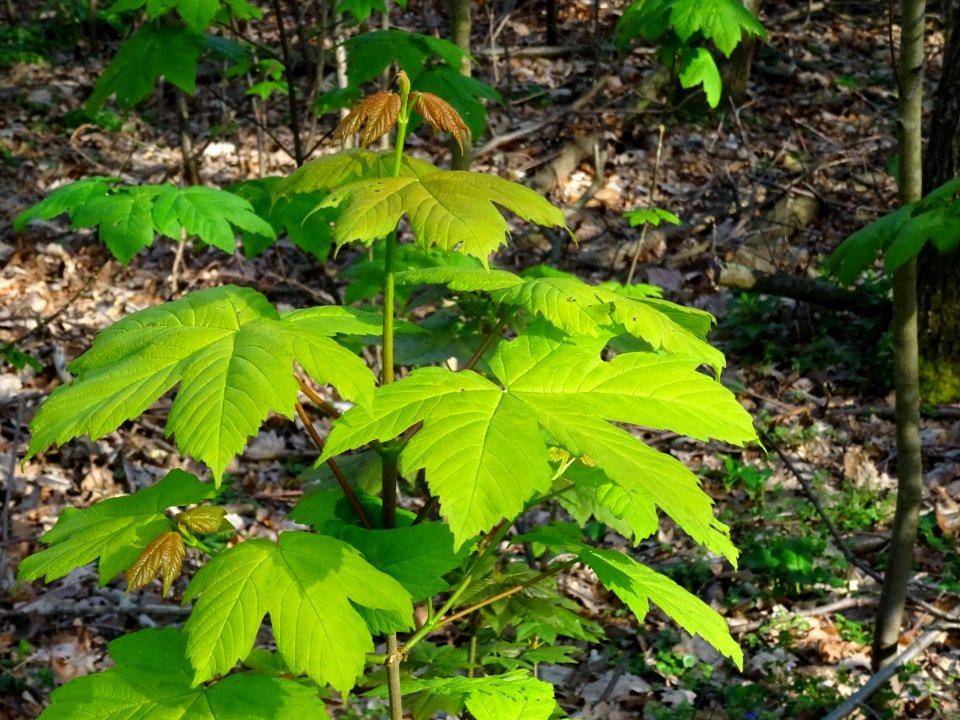 Erable sycomore, Acer pseudoplatanus, Acéracées 