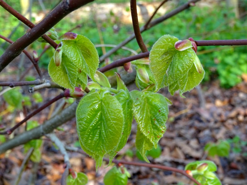 Bourgeons et jeunes feuilles, Tilleul à petites feuilles, … 
