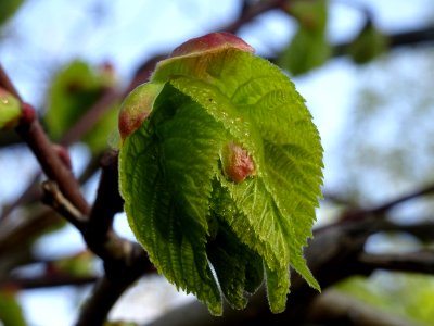 Bourgeon et jeunes feuilles, Tilleul à petites feuilles, T… 