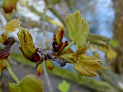Bourgeons et jeunes feuilles. Platane commun (ou Platane à… 