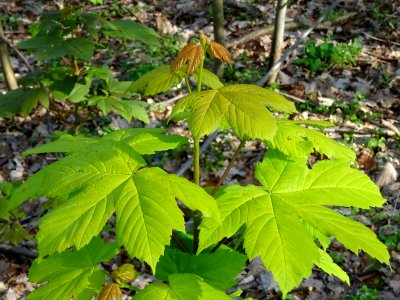 Erable sycomore, Acer pseudoplatanus, Acéracées 