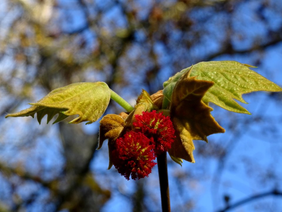 Capitules rouges de fleurs femelles et jeunes feuilles. Pl… 
