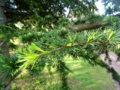 Jeunes aiguilles de Cèdre de l'Atlas, Cedrus atlantica, Pi… 