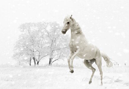 Play snow animal