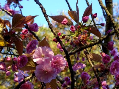 Fleurs du Cerisier du Japon, Prunus serrulata, Rosacées 