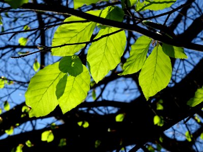 Feuilles de hêtre ou fayard, à stipules, Fagus sylvatica, … 