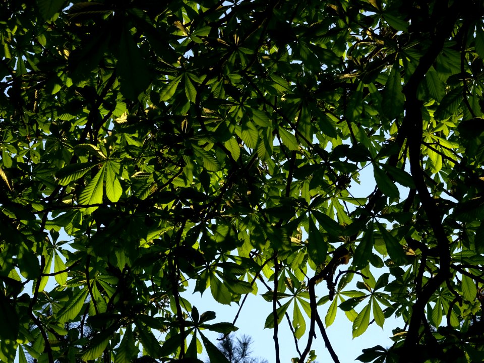 Branches et feuilles, Marronnier d'Inde, Aesculus hippocas… 