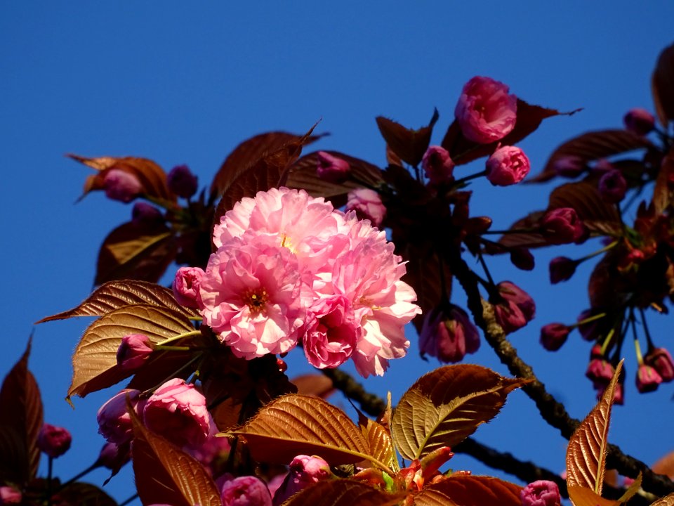 Fleurs du Cerisier du Japon, Prunus serrulata, Rosacées 