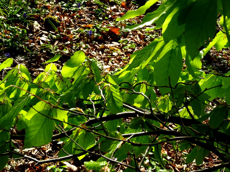 Feuilles de hêtre ou fayard, à stipules, Fagus sylvatica, … 