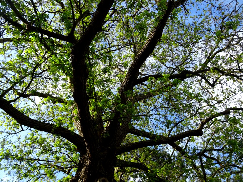 Ptérocaryer du Caucase, Pterocarya fraxinifolia, Juglandac… 