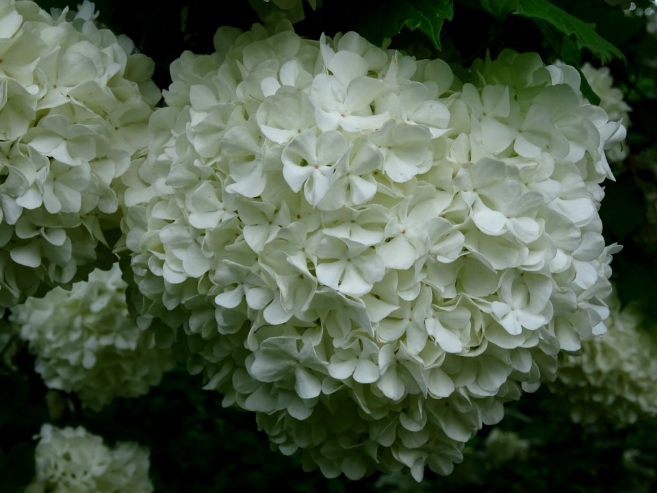 Viorne obier cultivar Boule de neige, Viburnum opulus 'R… 
