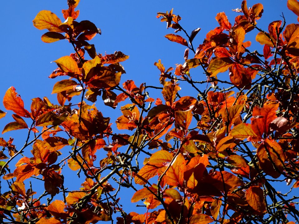 Feuilles de Prunier d'ornement, Prunus cerasifera Pissardi… 