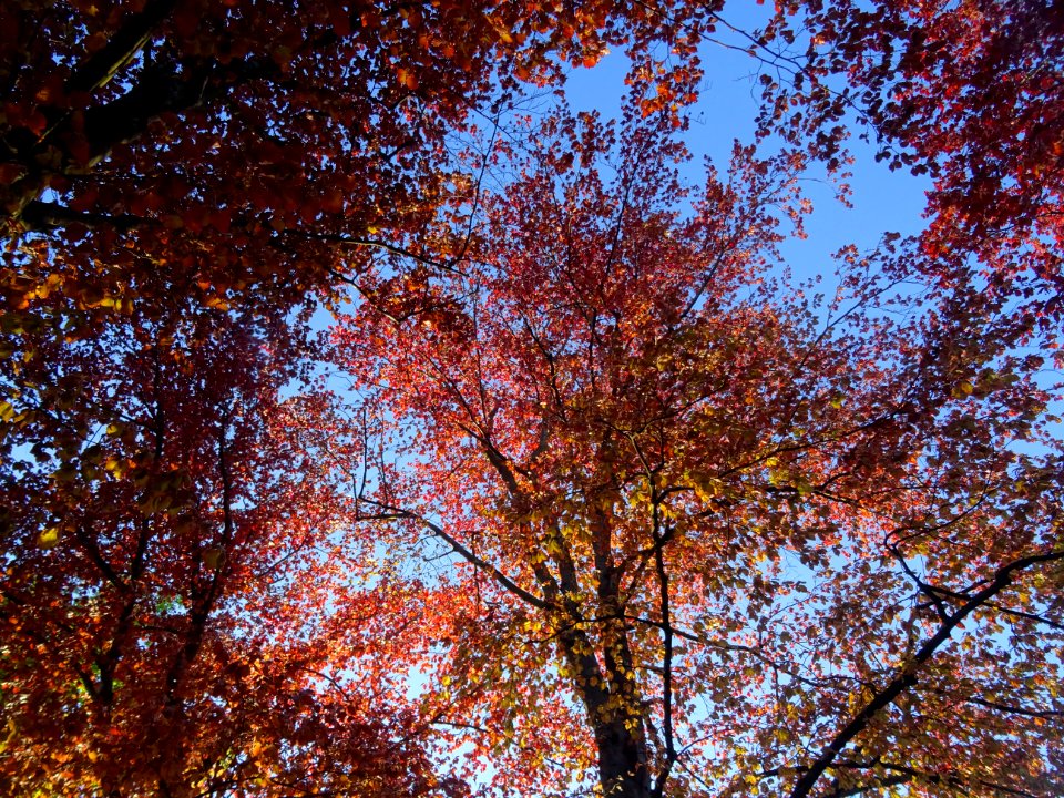 Feuillage du hêtre pourpre, Fagus sylvatica Purpurea, Faga… 