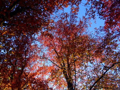 Feuillage du hêtre pourpre, Fagus sylvatica Purpurea, Faga… 