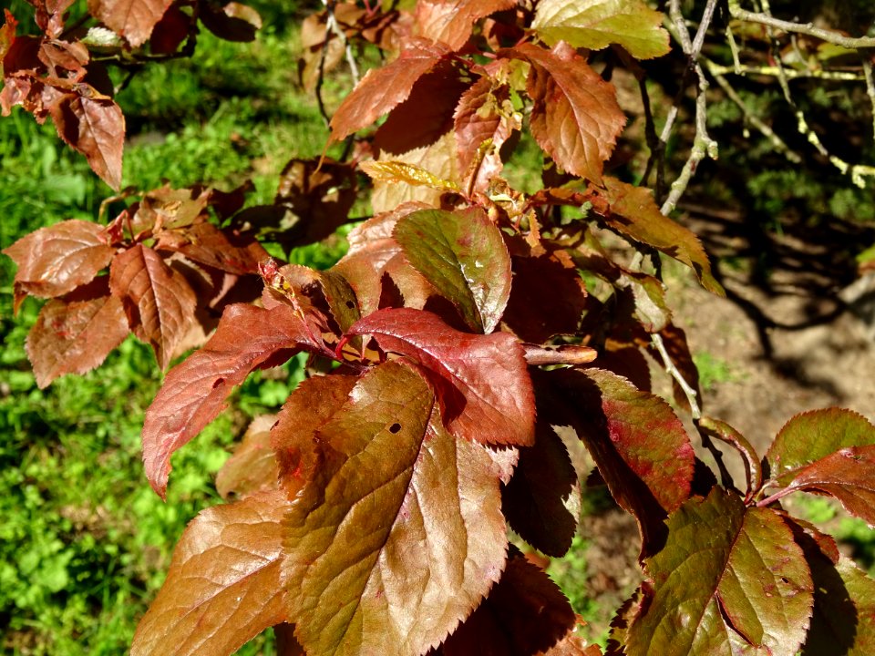 Feuilles de Prunier d'ornement, Prunus cerasifera Pissardi… 
