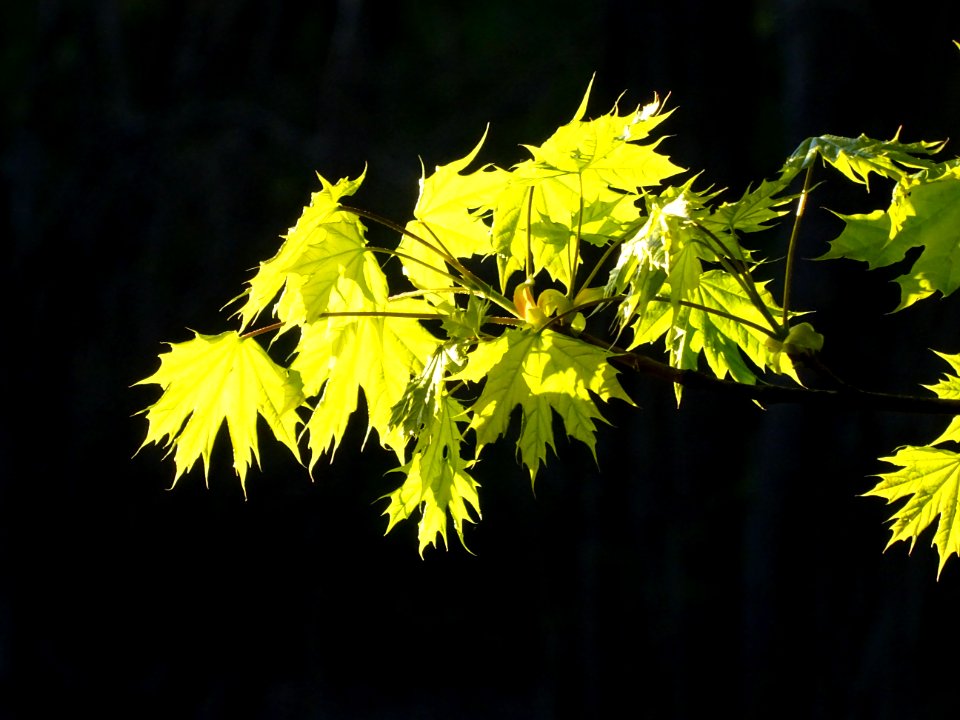 Feuilles d'érable plane, Acer platanoides, Acéracées. Les … 
