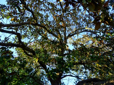 Branches et feuilles de Magnolia à grandes fleurs, Magnoli… 