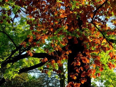 Feuillage du hêtre pourpre, Fagus sylvatica Purpurea, Faga… 