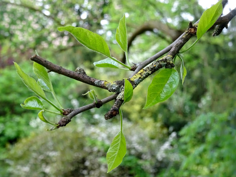 Oranger des Osages, Maclura pomifera, Moracées 