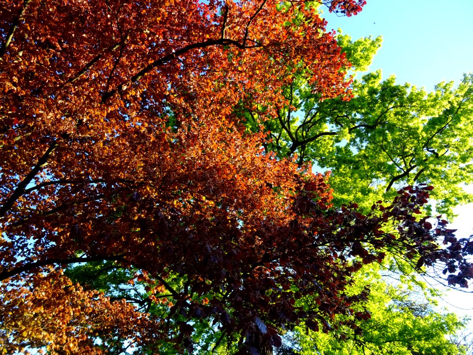 Feuillage du hêtre pourpre, Fagus sylvatica Purpurea, Faga… 
